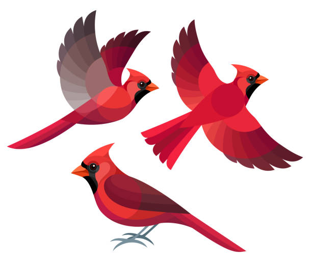 cardinal clip art