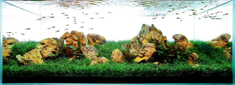 carpet grass aquarium