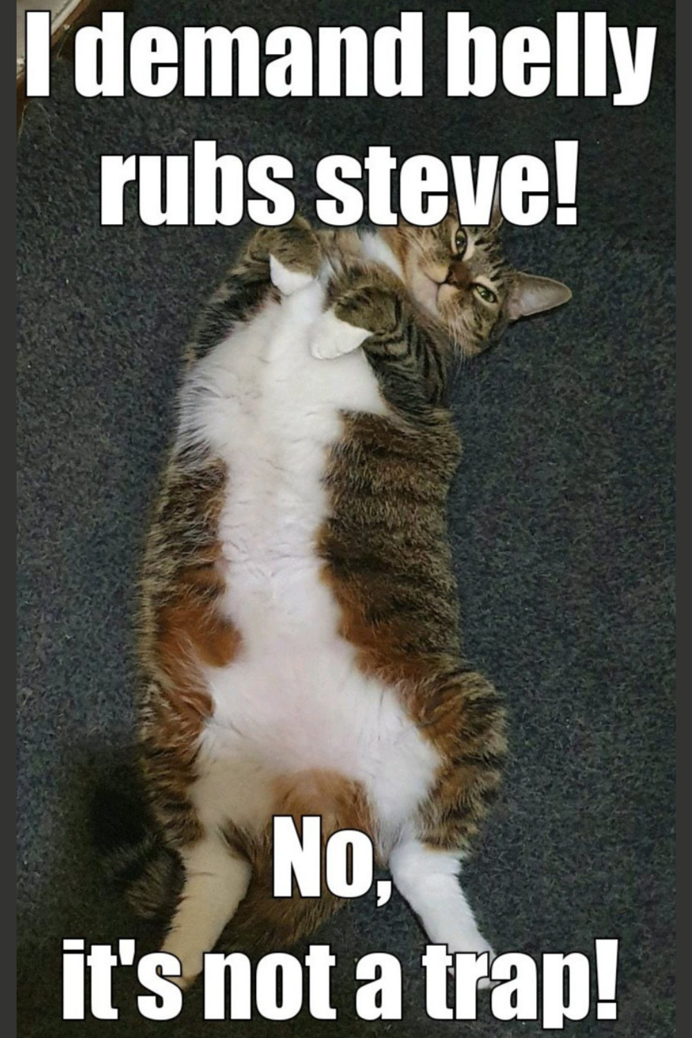 cat belly rub meme