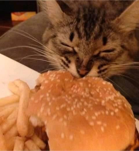 cat eating burger