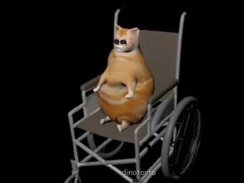 cat in wheelchair meme