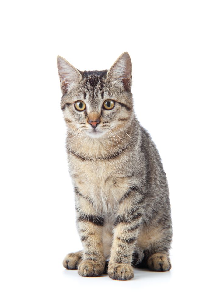 cat on white background