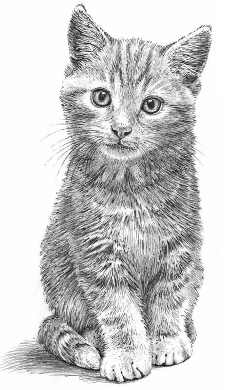 cat pencil drawing