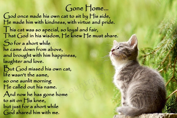 cat poem rainbow bridge