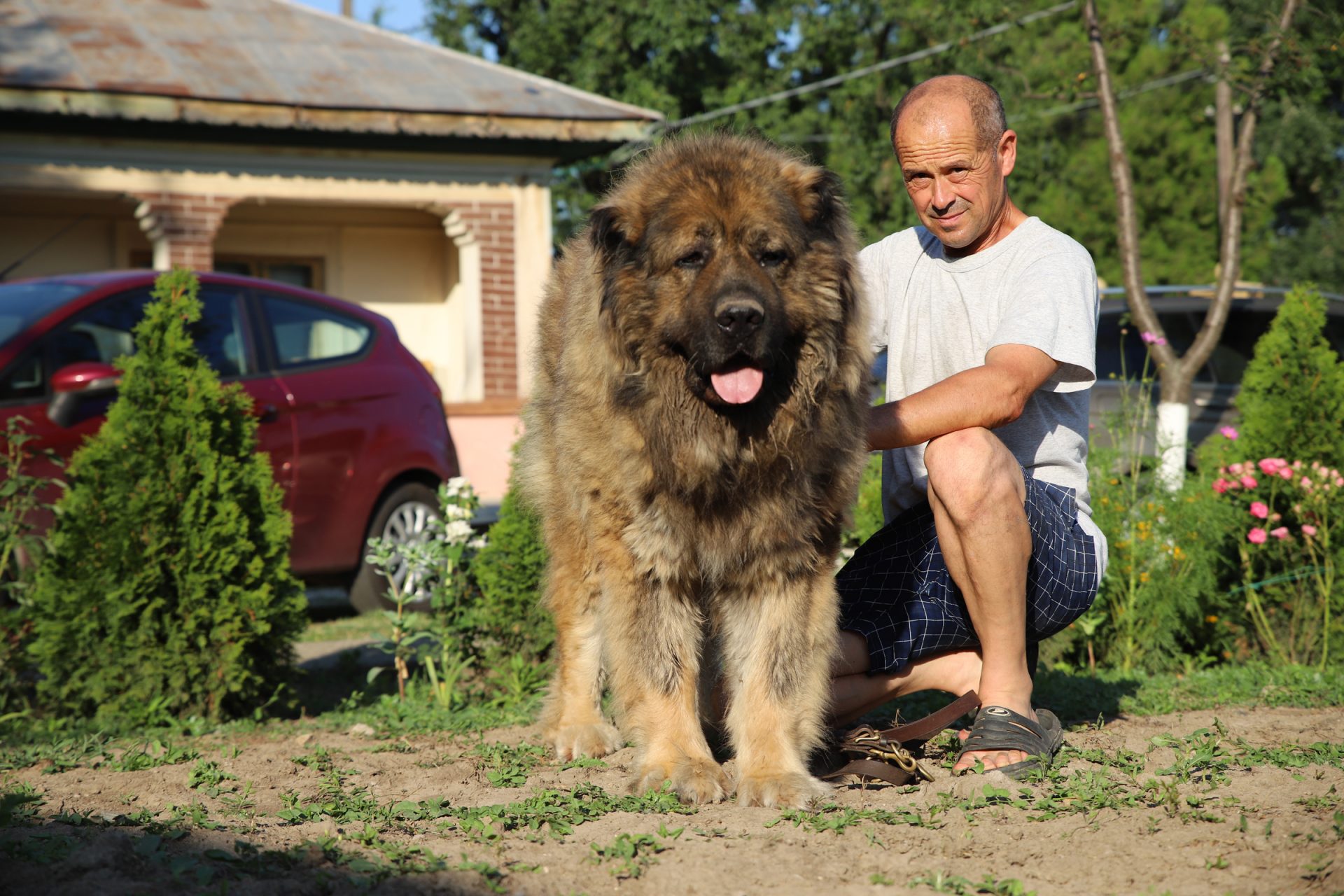 caucasus mountain shepherd