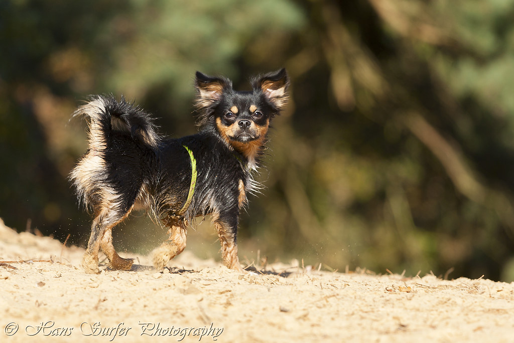 cavalier and chihuahua mix