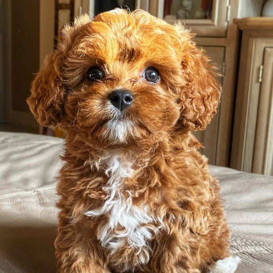 cavapoo cavapoo puppies