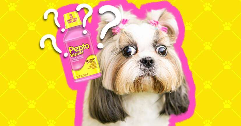 pepto for puppies