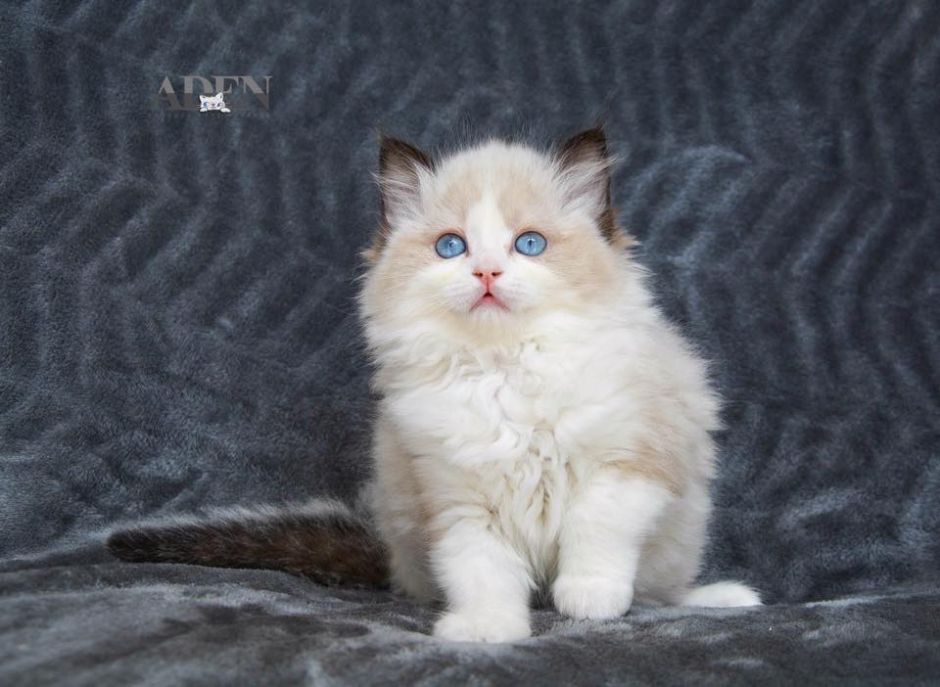 ragdoll kittens for sale ottawa