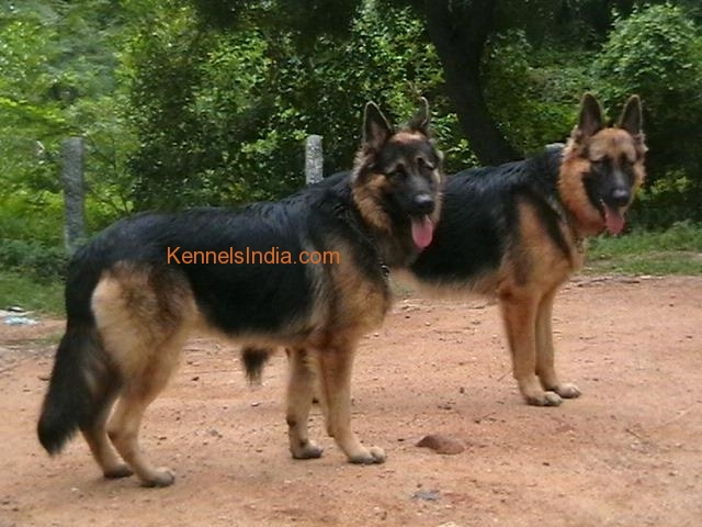 german shepherd price in tamilnadu