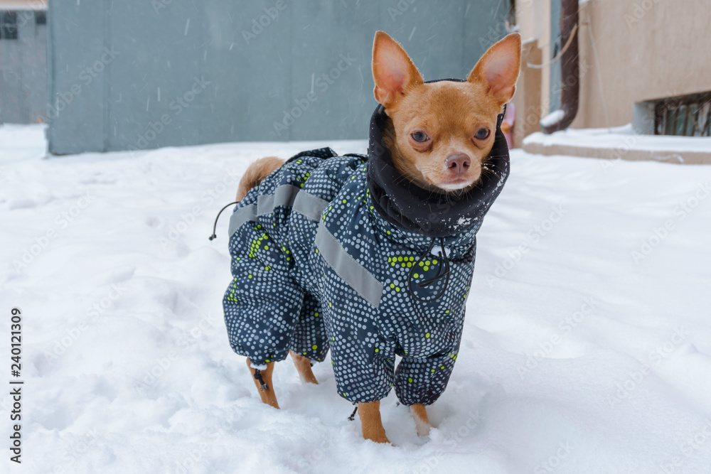 chihuahua warm clothes