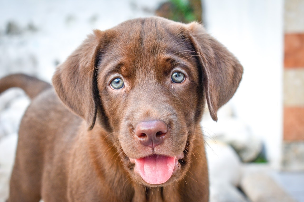 chocolate labrador puppies