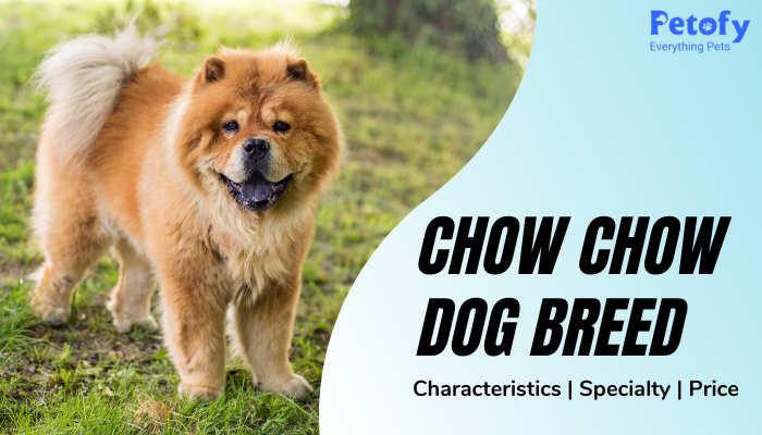 chow chow baby price in india