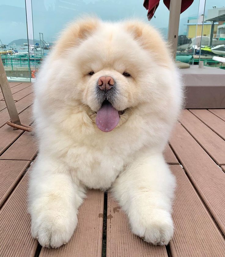 chow chow pinterest