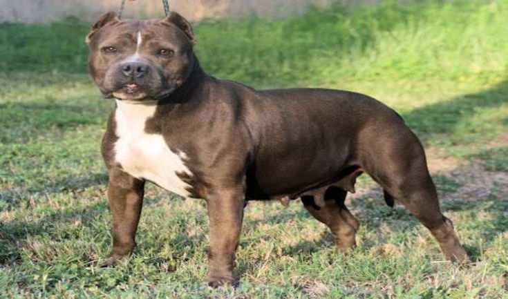 classic american bully breeders