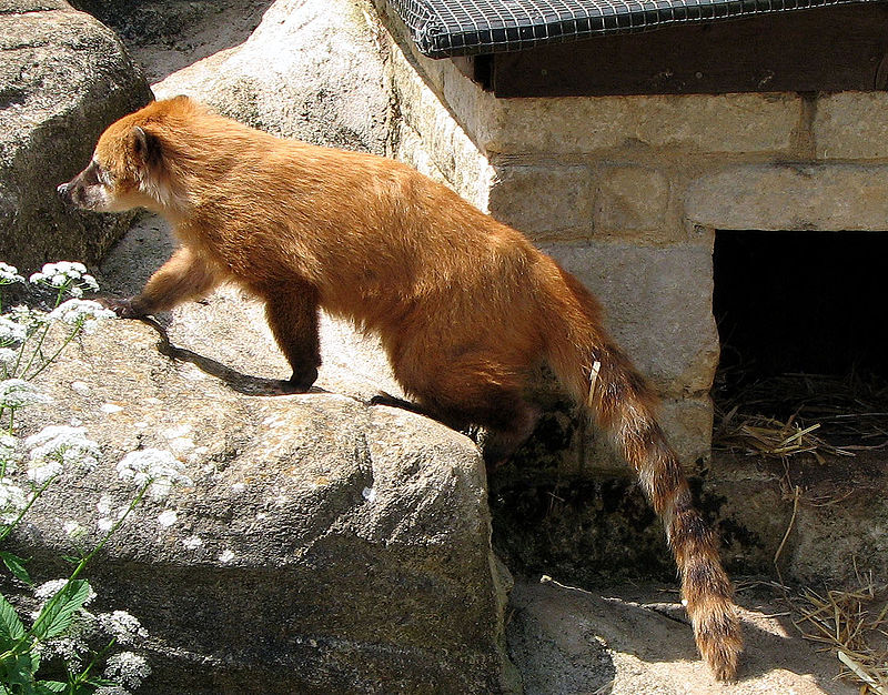 coati pronunciation