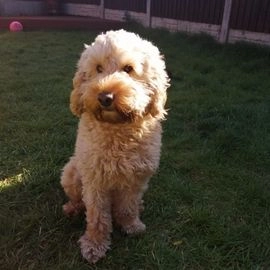 cockapoo stud dogs