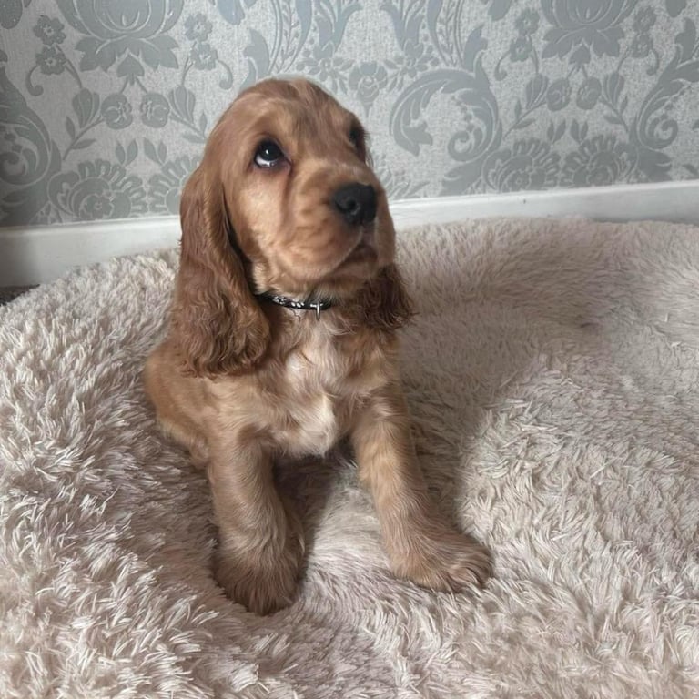 cocker spaniel puppies for sale scotland