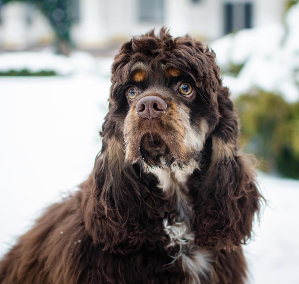 cocker spaniel rescue alberta