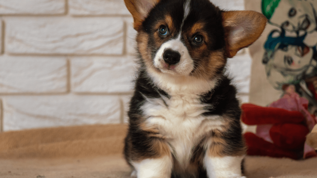 corgi and poodle mix