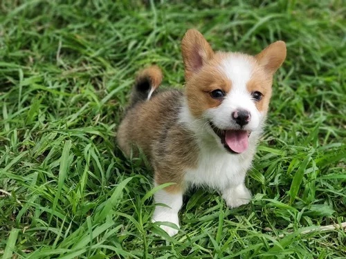 corgi precio monterrey