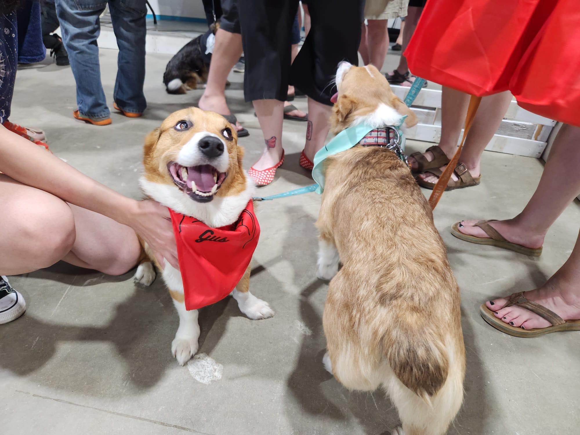 corgi races vancouver 2023