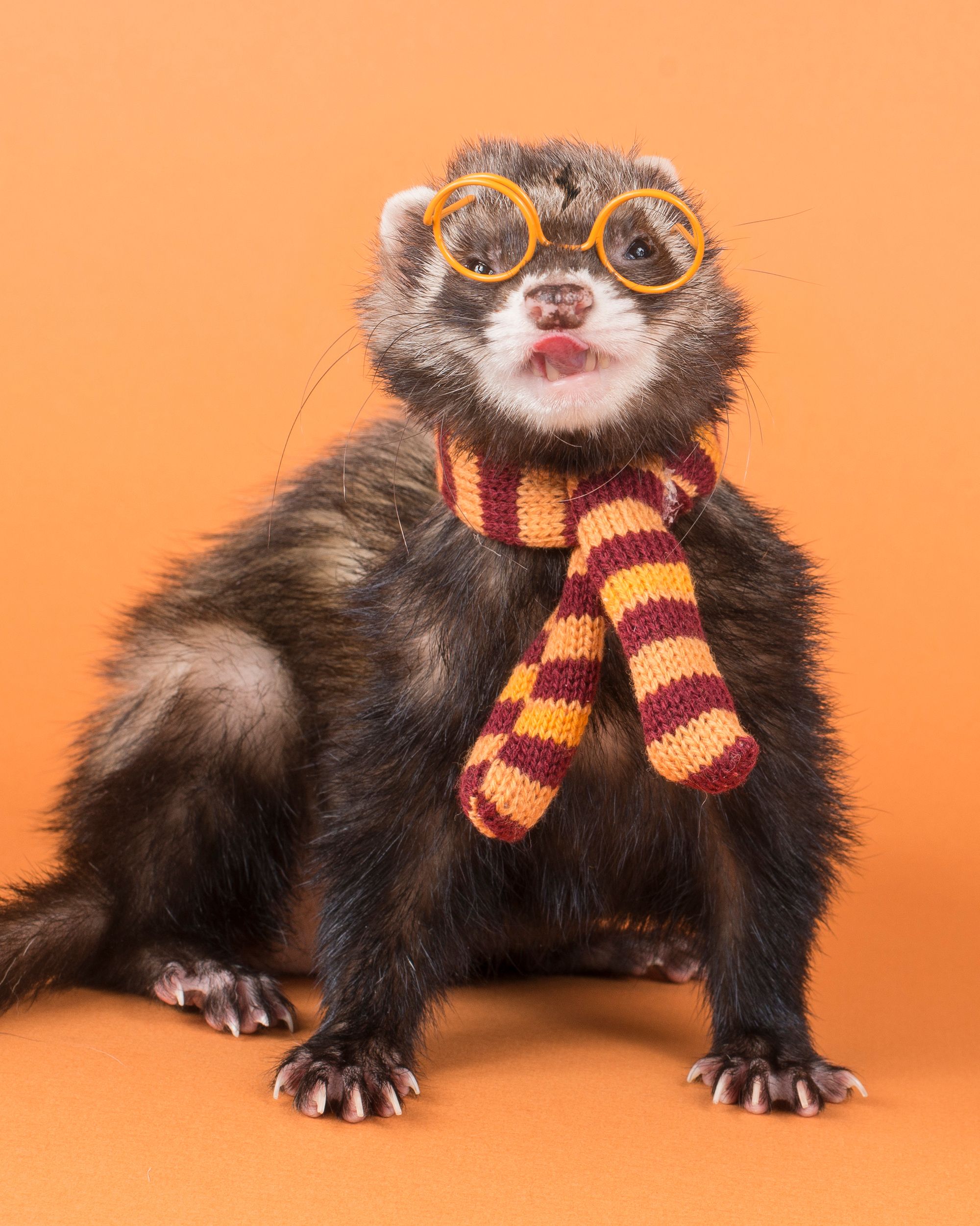 costumes for ferrets