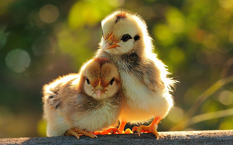 cute chicken images