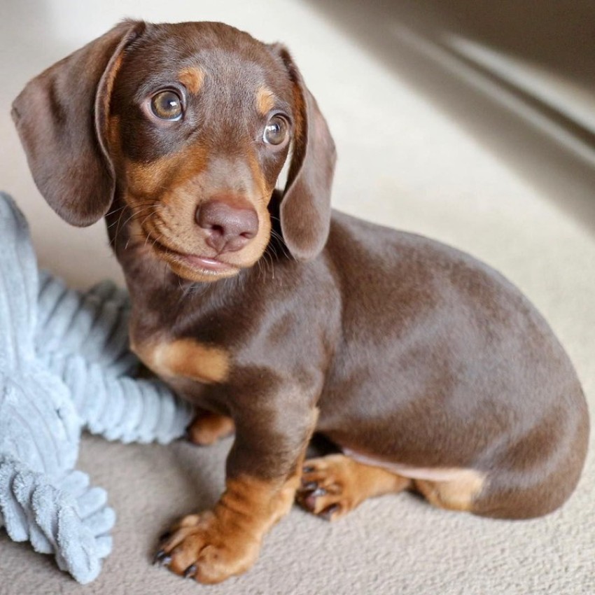 cute dachshund