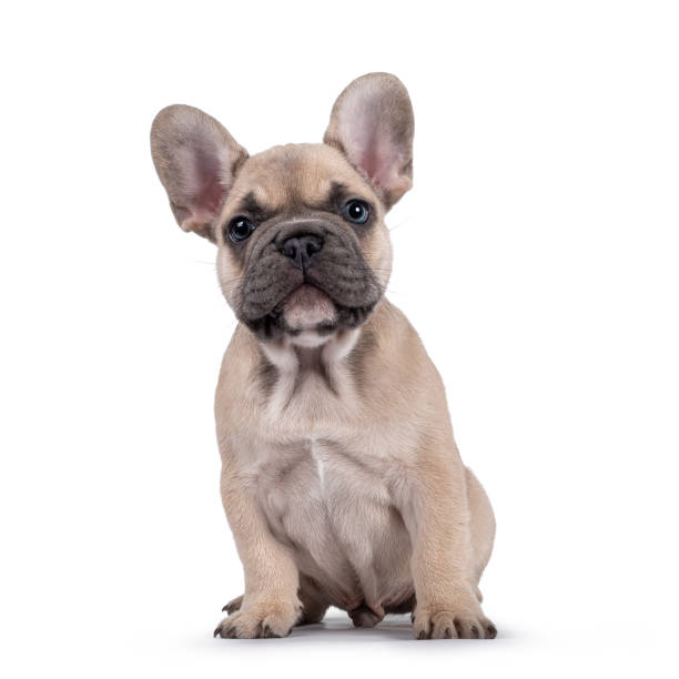 cute french bulldog