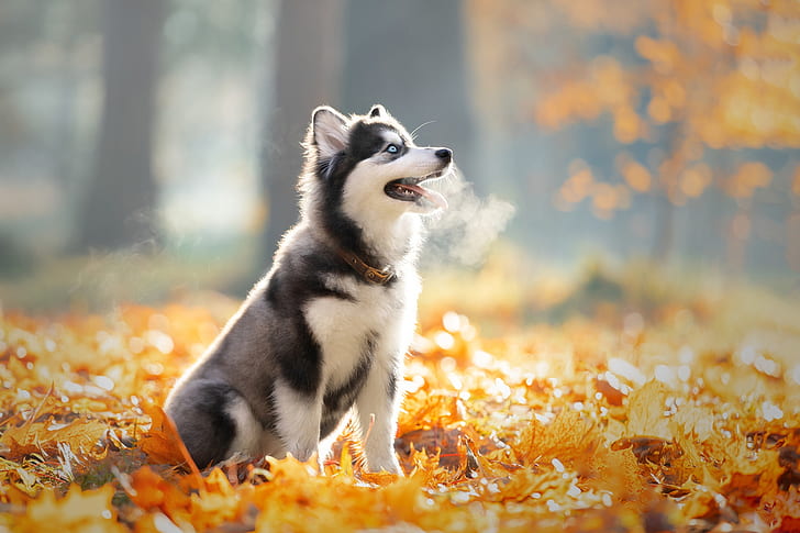 cute husky wallpaper