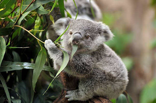 cute koala bear pictures