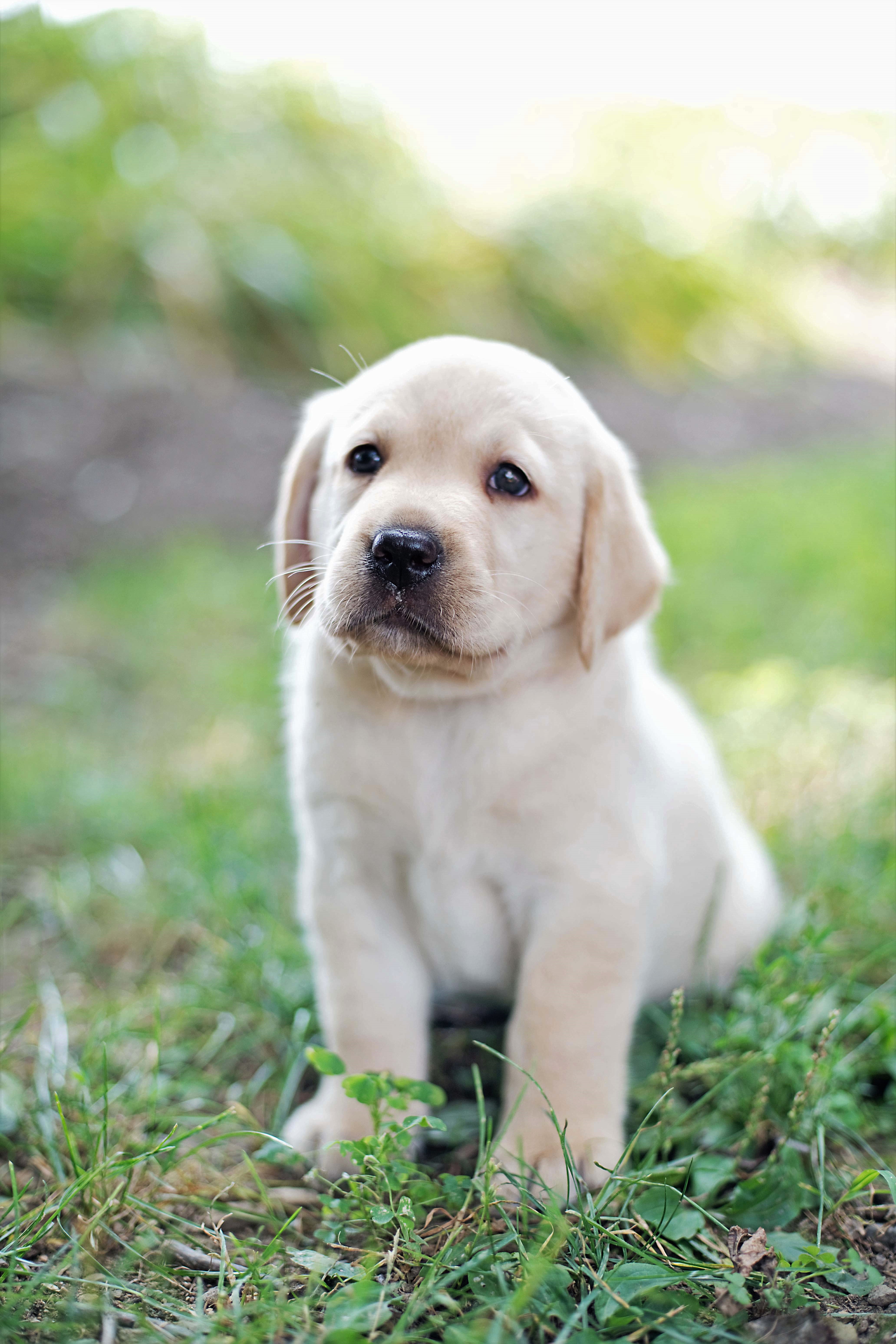 cute labrador puppies