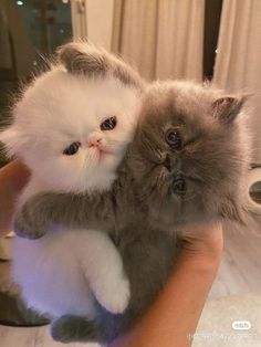 cute persian cat