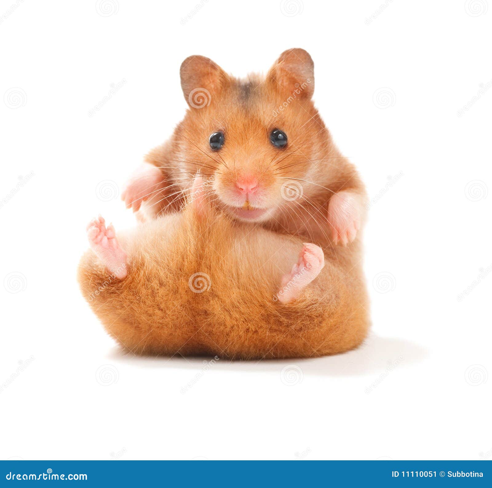 cute photos of hamsters