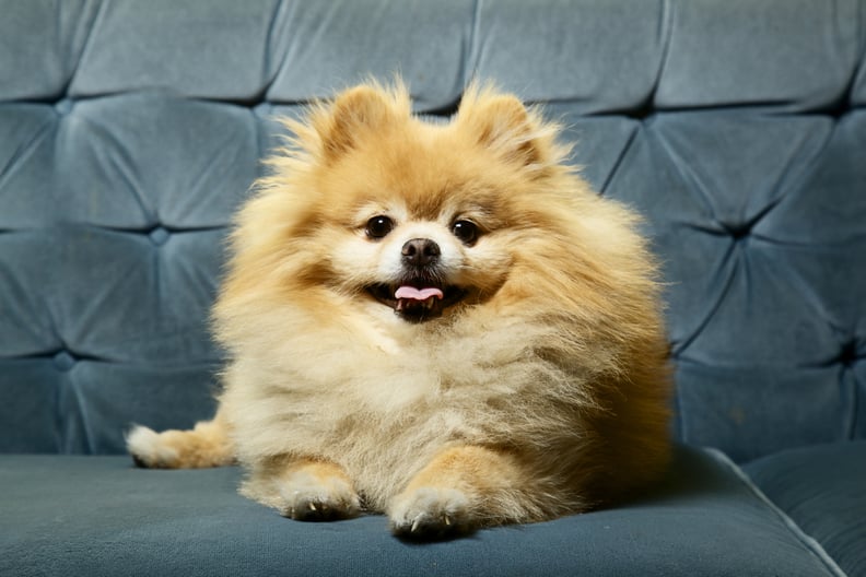 cute pomeranian