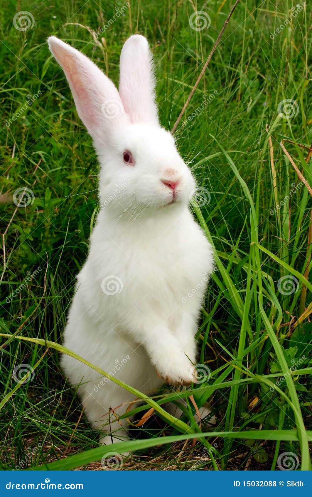 cute white rabbit images