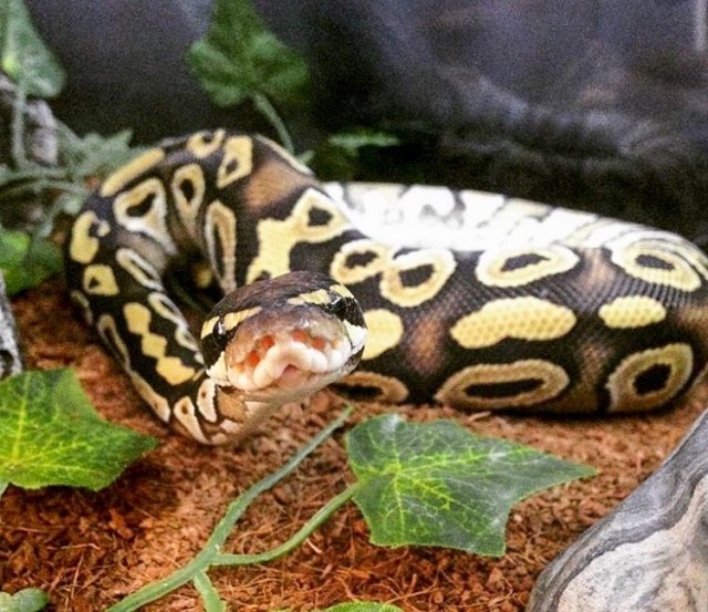 cypress mulch ball python