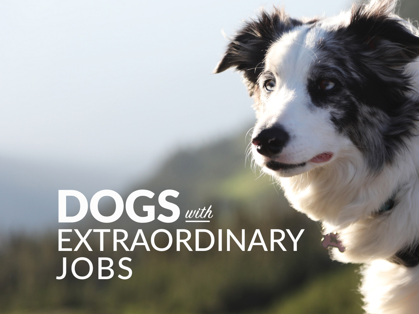 collie jobs