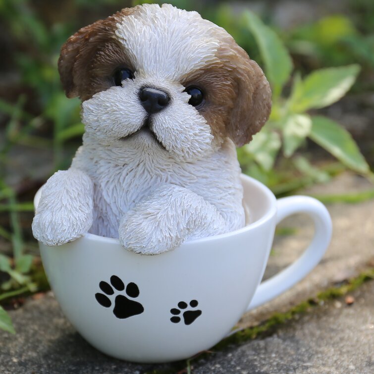 teacup shih tzu puppies