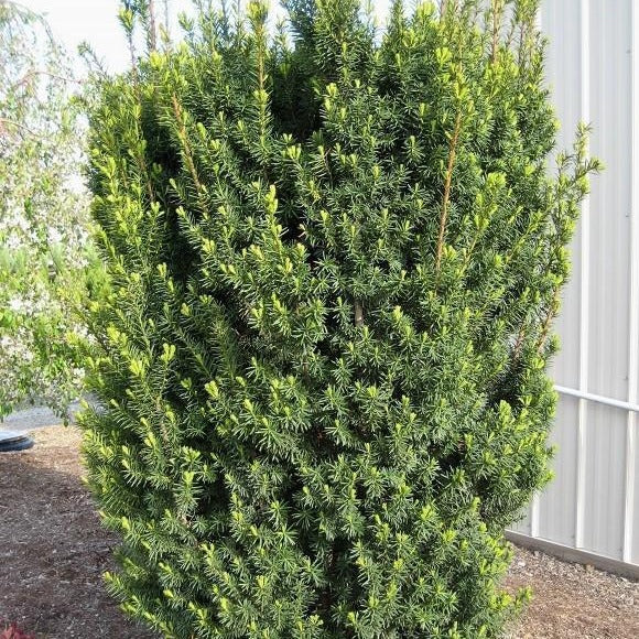 hicks yew for sale