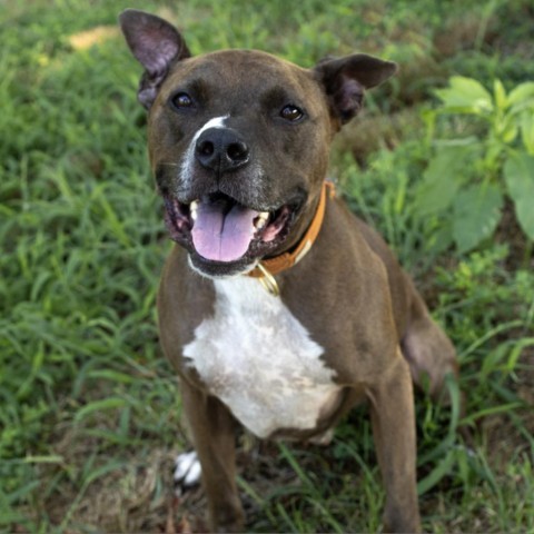 pitbull mixed german shepherd