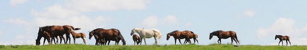 country life foaling cameras