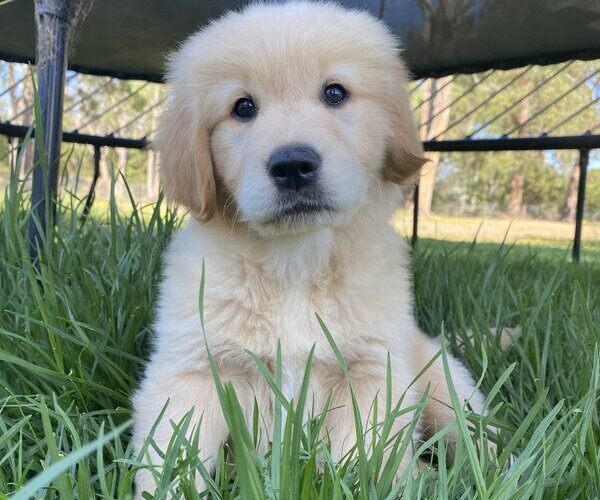 golden retriever pup for sale