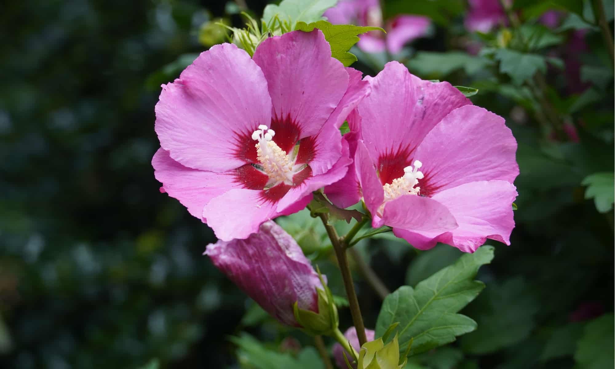 is the hibiscus plant poisonous to cats