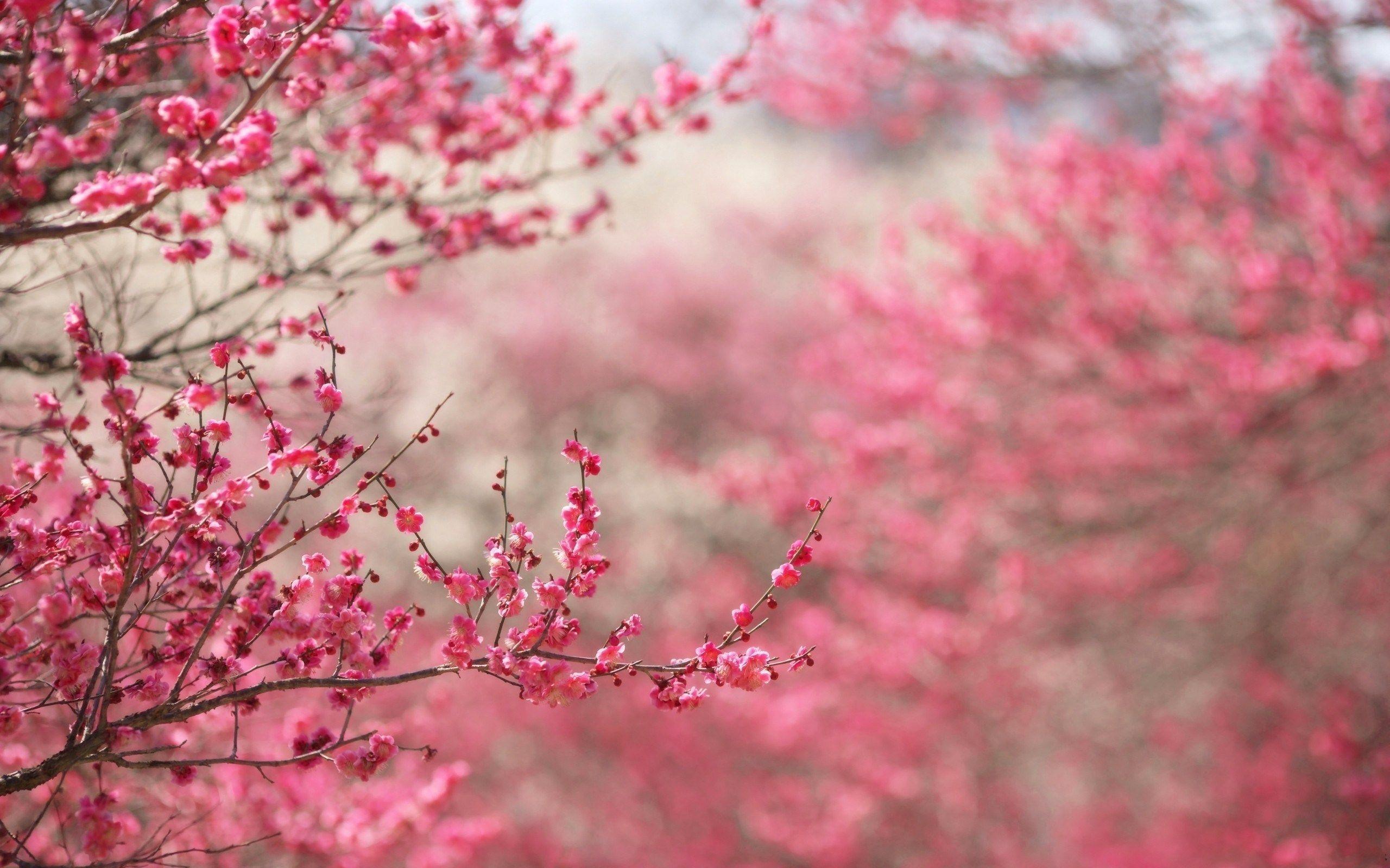 pink nature wallpaper hd