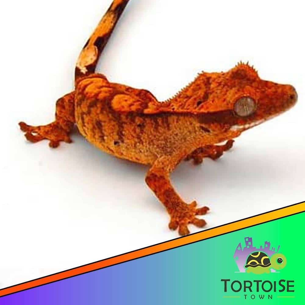 crested gecko near me for sale