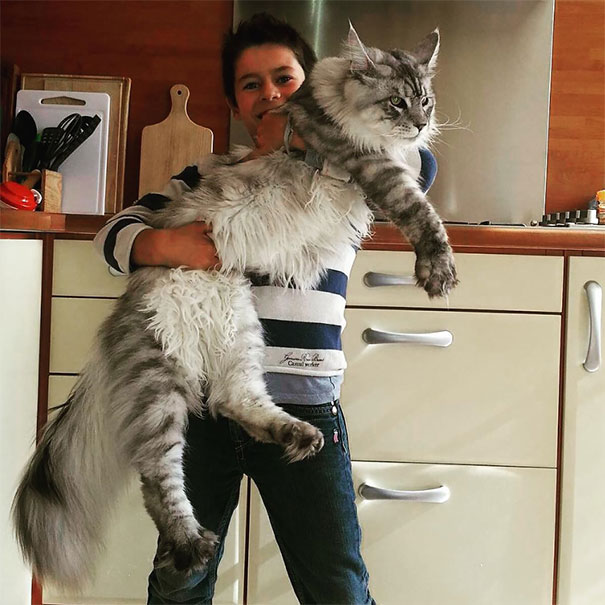 pictures of a maine coon