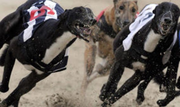 bbc greyhound results