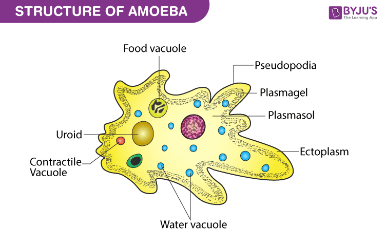 amoeba ka diagram